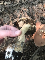 Tylopilus rubrobrunneus