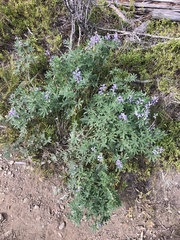 Lupinus argenteus