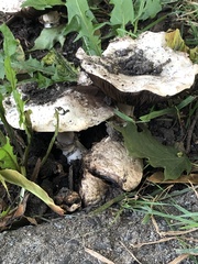 Agaricus bitorquis