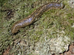 Geomalacus maculosus