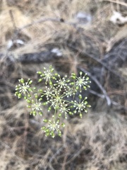 Perideridia gairdneri