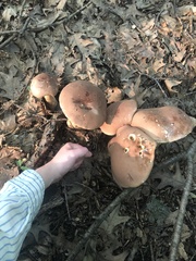 Tylopilus rubrobrunneus