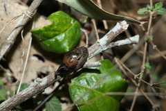 Stanisicarion freycineti