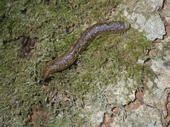 Geomalacus maculosus