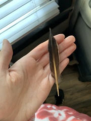 Colaptes auratus luteus