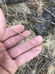 Perideridia gairdneri