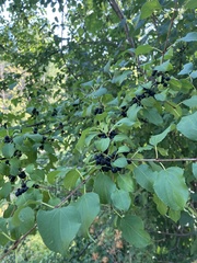 Rhamnus