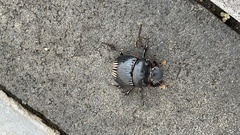 Dichotomius carolinus