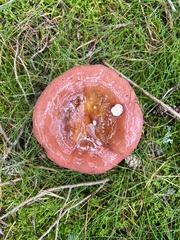 Russula sanguinea