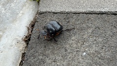 Dichotomius carolinus