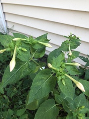 Mirabilis nyctaginea