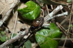 Stanisicarion freycineti