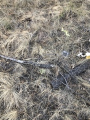 Perideridia gairdneri