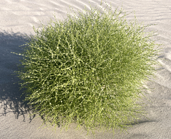 Cycloloma atriplicifolium