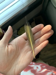 Colaptes auratus luteus