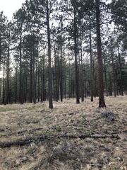 Perideridia gairdneri