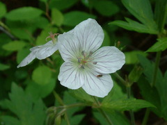 Geranium richardsonii