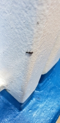Pseudomyrmex