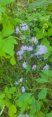 Symphyotrichum oolentangiense