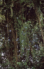 Asparagales