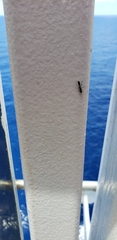 Pseudomyrmex