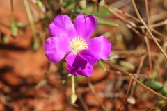Calandrinia reticulata