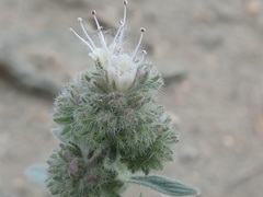 Phacelia hastata