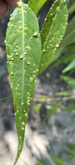 Aculus