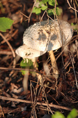 Saproamanita thiersii