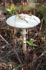Saproamanita thiersii
