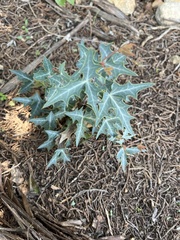 Berberis trifoliolata
