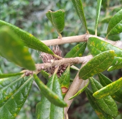 Andricus quercusfoliatus