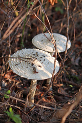 Saproamanita thiersii