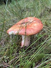 Russula sanguinea