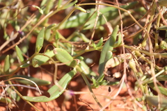 Calandrinia reticulata
