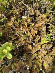 Peltigera membranacea