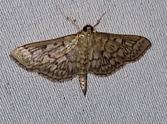 Herpetogramma pertextalis