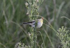Hippolais polyglotta