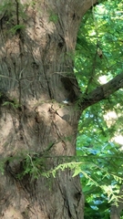 Setophaga caerulescens