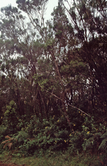 Erica arborea