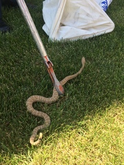Crotalus oreganus concolor