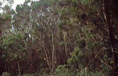 Erica arborea