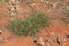 Calandrinia reticulata