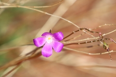Calandrinia reticulata