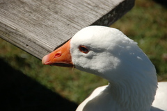 Anser anser domesticus