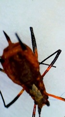 Macrosiphum rosae