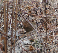 Troglodytes hiemalis