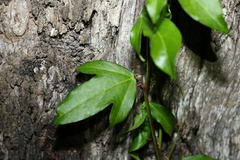 Passiflora pallida