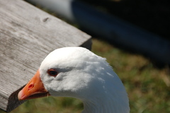 Anser anser domesticus