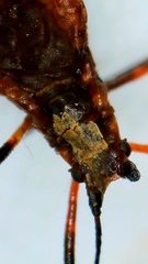 Macrosiphum rosae